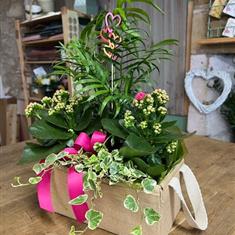 Kalanchoe and Palm  Planter